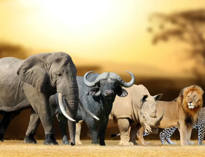 Beyond the Big Five Animals: Discovering Kenya’s Hidden Wildlife Gems