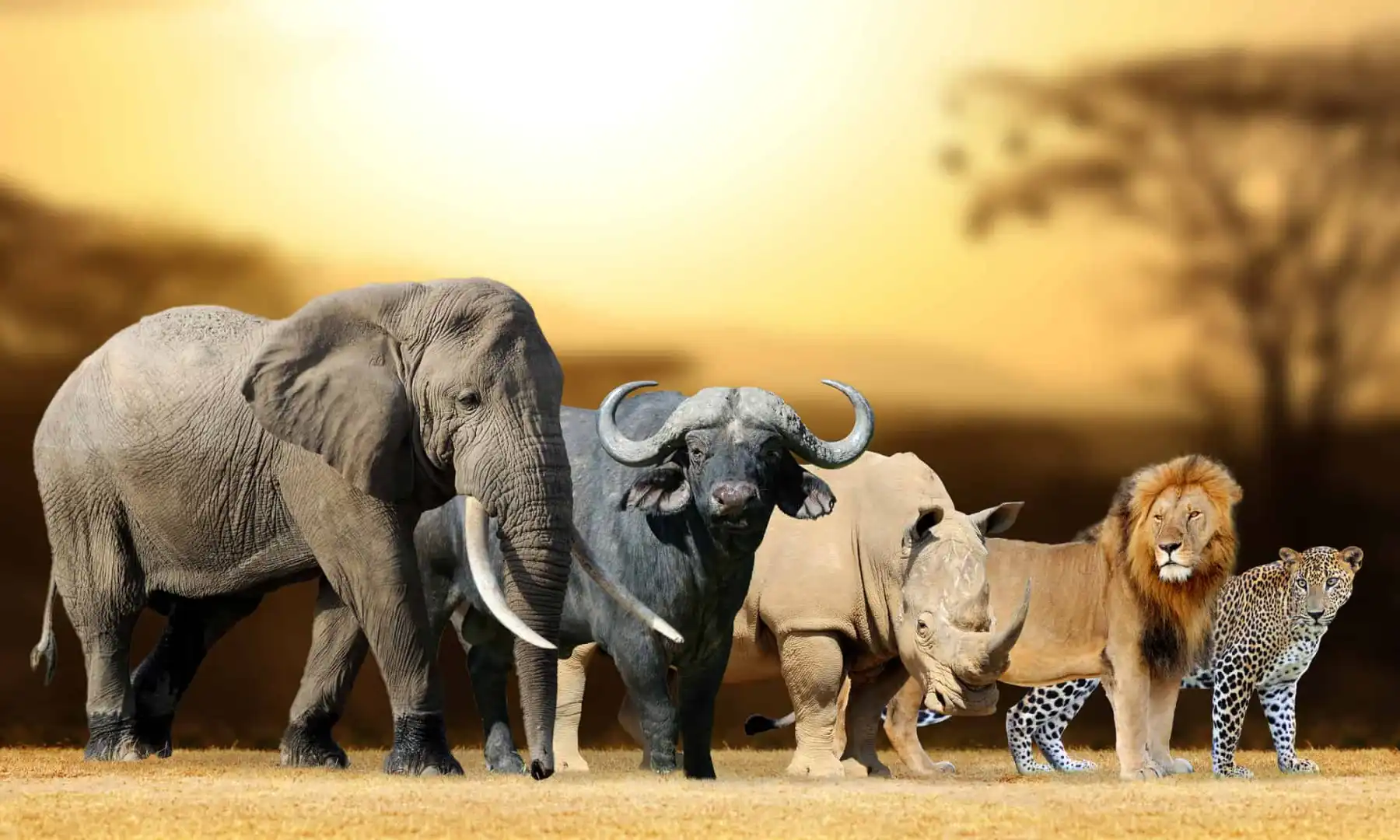 Beyond the Big Five Animals: Discovering Kenya’s Hidden Wildlife Gems