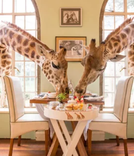 Places to Visit in Nairobi