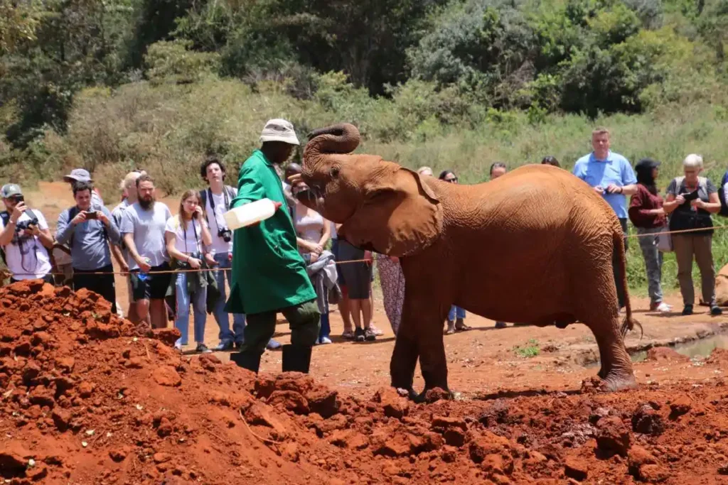 David Sheldrick Wildlife Trust