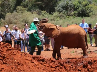 David Sheldrick Wildlife Trust