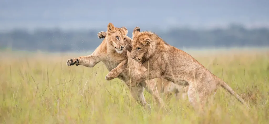 Maasai Mara