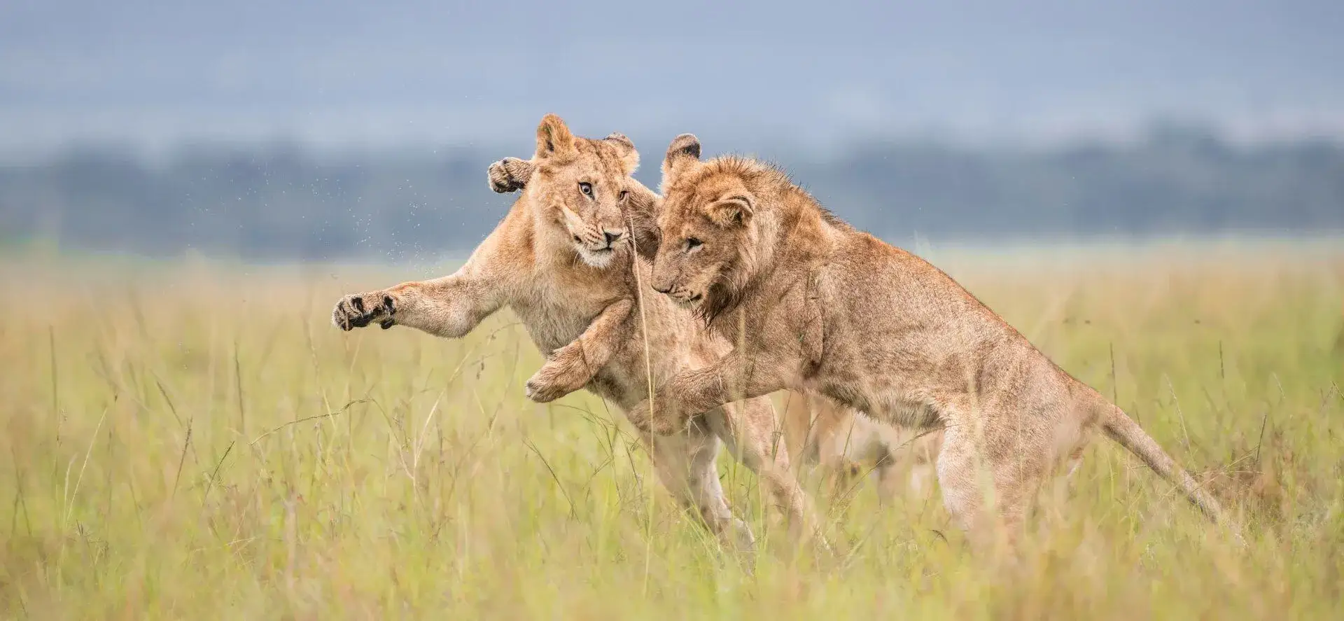 Maasai Mara