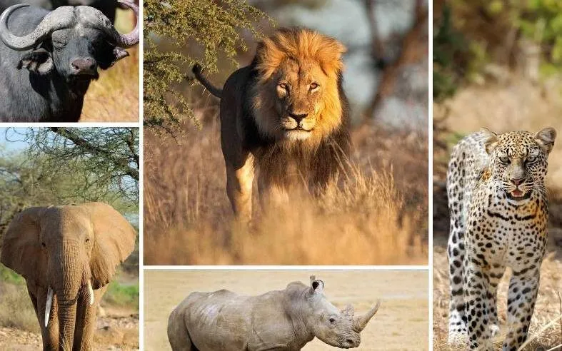 Big Five animals