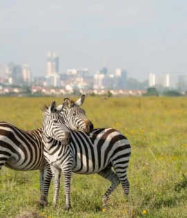 Nairobi National Park