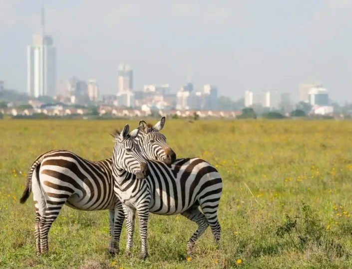 Nairobi National Park: A Wild Safari Just Minutes from the City