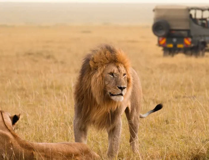 Maasai Mara Safari: Explore Kenya’s Top Wildlife Reserve