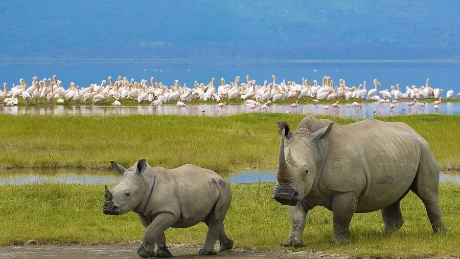 4 DAYS 3 NIGHTS CENTRAL CIRCUIT BUSH SAFARI PACKAGE (Masai Mara, Lake Nakuru)