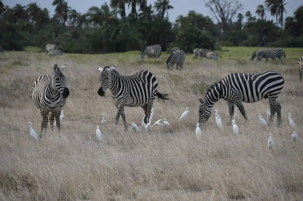 zebras in amboseli