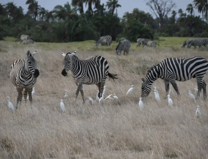 zebras in amboseli