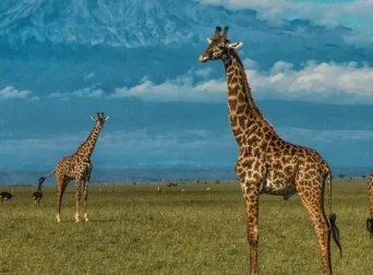 Amboseli National Park