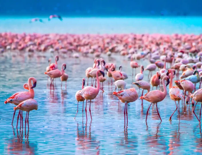 Lake Nakuru National Park