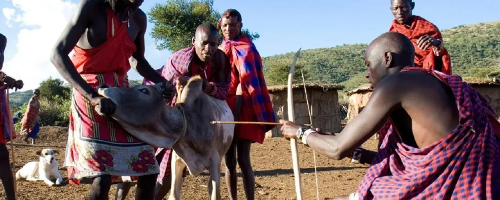 Maasai Cattle: The Source of Life