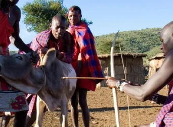 Maasai Cattle: The Source of Life