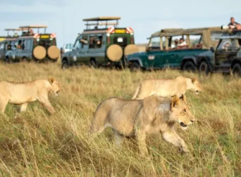 Wildlife Experiences in Maasai Mara