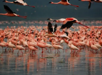 Lake Nakuru National Park
