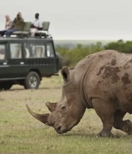 Top Wildlife Parks in Kenya for Guided Safari Tours