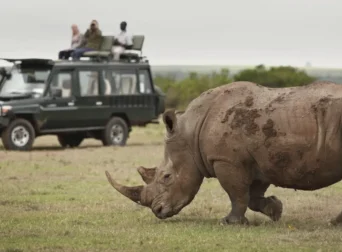 Top Wildlife Parks in Kenya for Guided Safari Tours