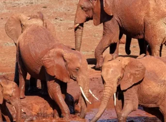 Dogs name toys while elephants name each other_ Animal language is more complex than we imagine _ Helen Pilcher