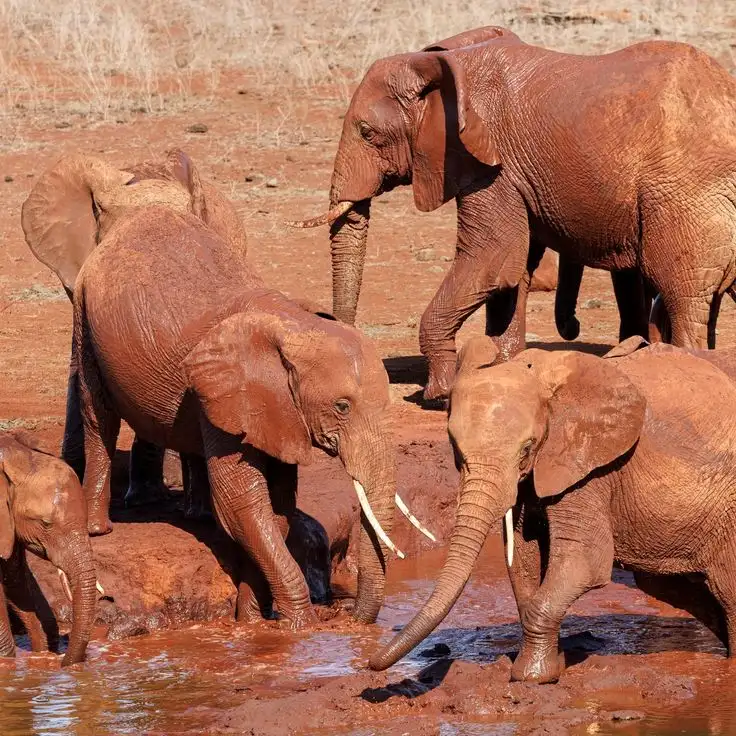 Dogs name toys while elephants name each other_ Animal language is more complex than we imagine _ Helen Pilcher