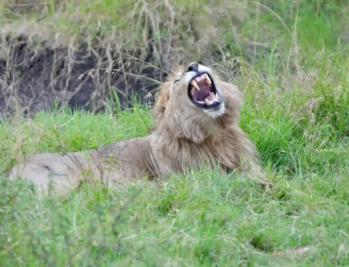 Big Five Safari in Maasai Mara