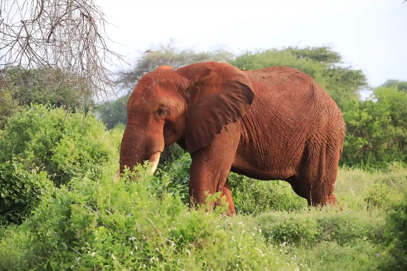 elephant-walking-tsavo-east-national-park-kenya-africa