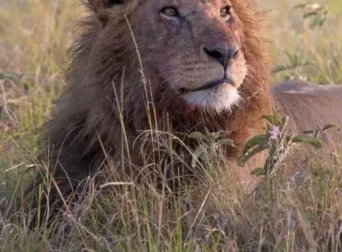 lion-masai mara