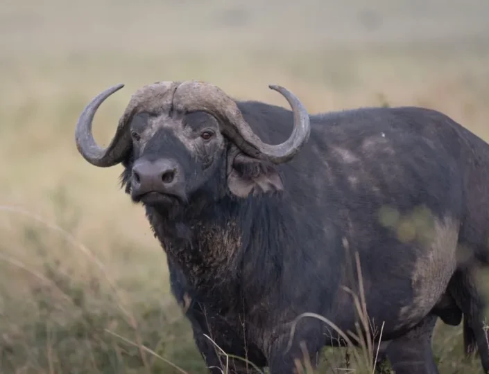 Meru National Park Safari: Kenya’s Hidden Gem
