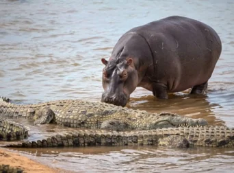 hippo-crocodile