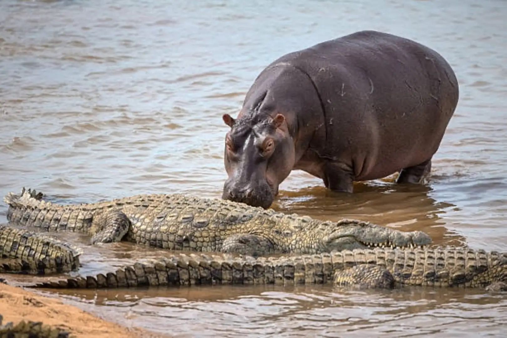 hippo-crocodile