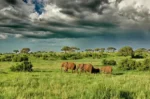 Tarangire National Park safari