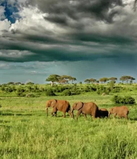 Tarangire National Park safari