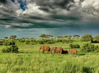 Tarangire National Park safari