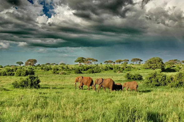 Tarangire National Park safari