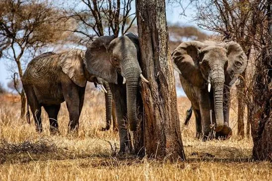 land of giants